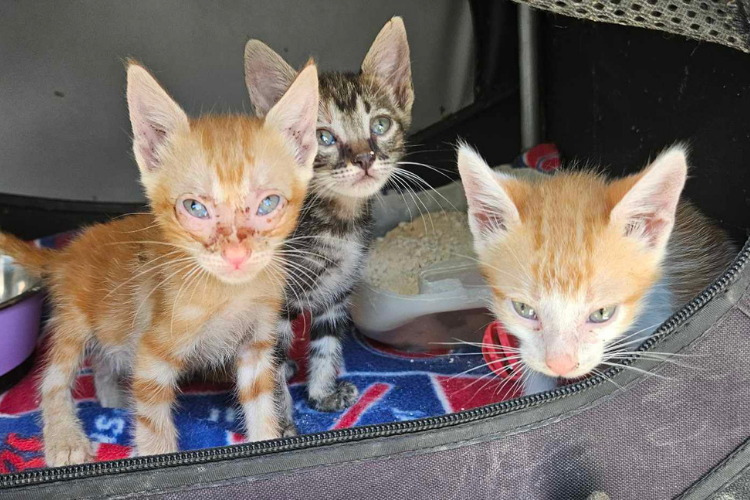 kittens